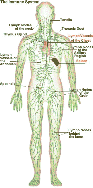 lymphoid system