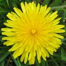 small dandelion