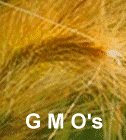 GMO's
