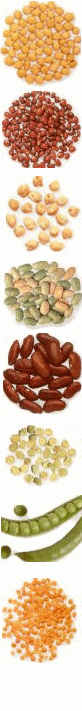 food border1